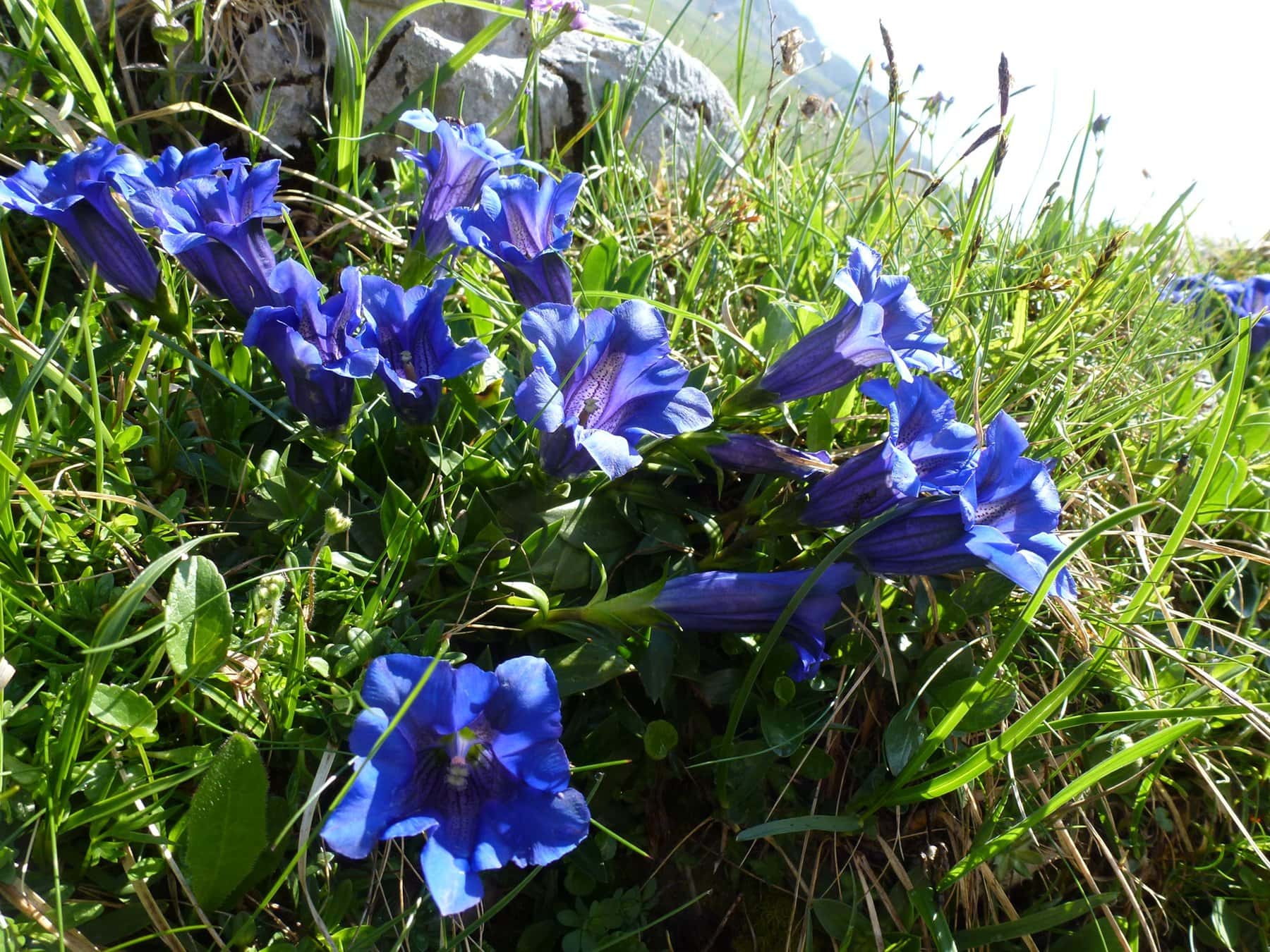 Pflanzenschätze der Berge – im Alpinum des Botanischen Gartens